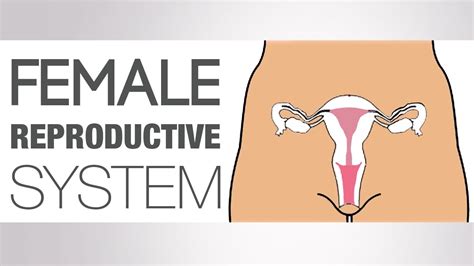 What Is The Female Reproductive System Youtube