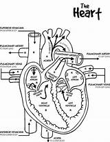 Heart Coloring Human Pages Key Skeleton Anatomy Color Printable Diagram Kids Cardiac Template Getcolorings Pencil Anatomi Large Getdrawings Choose Board sketch template