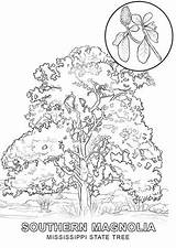 Tree Coloring State Mississippi Pages Printable Symbols Drawing Hawaii River Color Categories Getcolorings Template Supercoloring Sketch sketch template