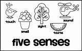 Senses sketch template