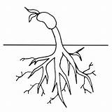 Plant Coloring Clipart Cycle Roots Life Growing Tree Worksheet Clip Colouring Bean Drawing Pages Plants Cliparts Simple Sheet Flower Gif sketch template
