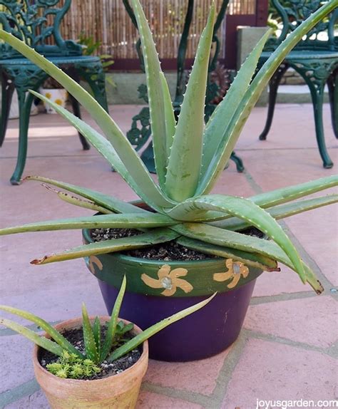 A Plant With Purpose How To Care For Aloe Vera