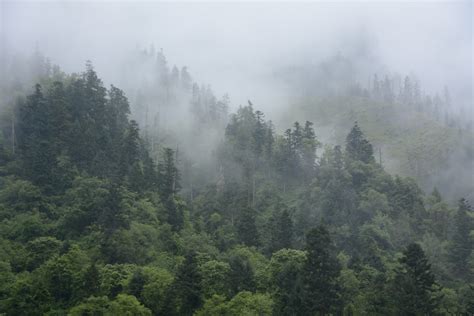 stock photo  fog foggy forest