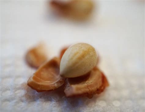 cherry seed poisonous macro mondays explore googling flickr