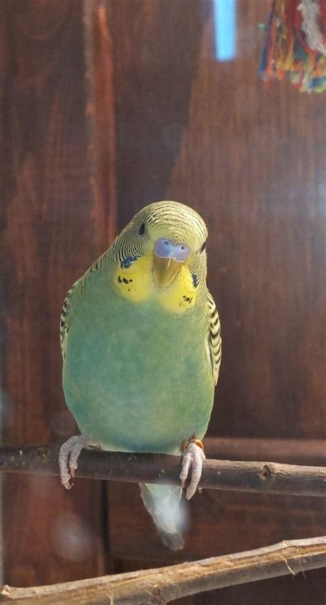 New Budgie Need Help Confirming Its Sex Talk Budgies Forums