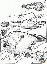 Angler Fishes Abysses Tiefsee Tiefseefische Poissons Gulper Coloringbay Coloriages Caribou Dari sketch template