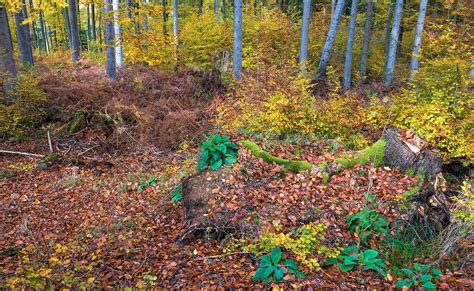 herbst im wald foto bild landschaft jahreszeiten herbst bilder