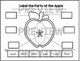 Apple Cycle Life Worksheets Printable Activities Preview sketch template