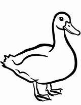 Coloring Duck Pages Printable Ducks Drawing Paper Categories sketch template