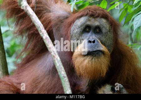 sumatra  utans pongo abelii reife maennliche halik im alter von