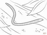 Worm Coloring Pages Worms Printable Preschoolers Earthworm Kids Wiggler Red Earthworms sketch template