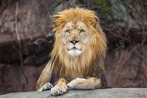 lincoln park zoo unveils plans    million lion house chicago news wttw
