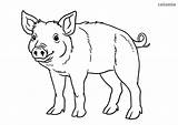 Pig Coloring Piglet Pages Pigs Wild Sheet Printable sketch template