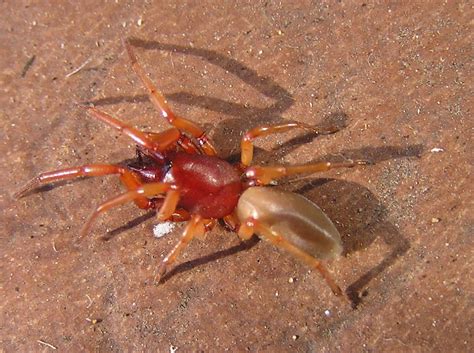 red spiders biological science picture directory pulpbitsnet