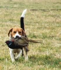 beagles hunt dogs