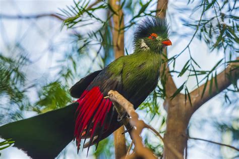 turaco bird facts   animals