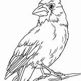 Coloring Bird Red Getcolorings Pages Cardinal Printable sketch template