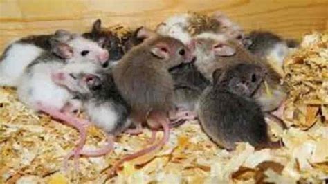 mice droppings disease symptoms    termites blog