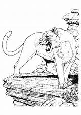 Cougar Coloring Pages Printable Momjunction Books sketch template