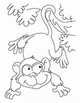 Coloring Ape Pages Monkey Kids Animals Printable Wild Pokemon Page4 Bestcoloringpages Von Playing Flying Getdrawings Coloringpages101 Desde Guardado Gemerkt sketch template