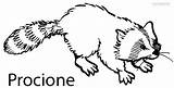 Raccoon Procione Everfreecoloring sketch template