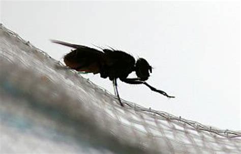 annoying black flies   extra pesky  year