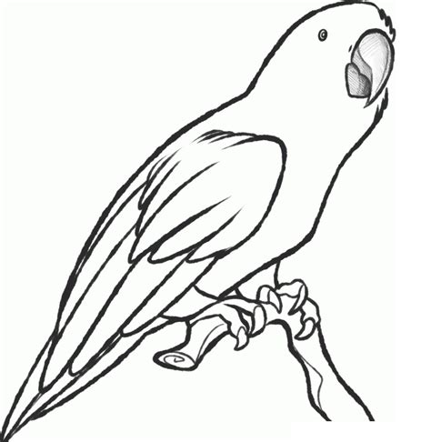 printable parrot coloring pages  kids animal place