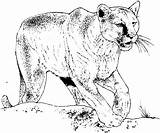 Coloring Pages Cougar Big Cat Realistic Animal Lion Printable Panther Bobcat Book Burgess Mountain Puma Cats Color Print Animals Cliparts sketch template