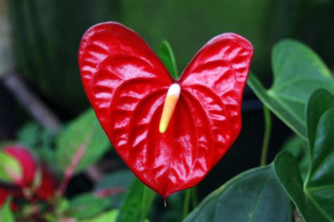 heart shaped flower  weird abdulla  deviantart