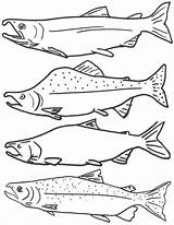 Fish Coloring Pages Salmon Kids Color Printable Drawing Template Fishing Freshwater Sockeye Print Drawings Starfish Clipart Real King Fishes Activities sketch template