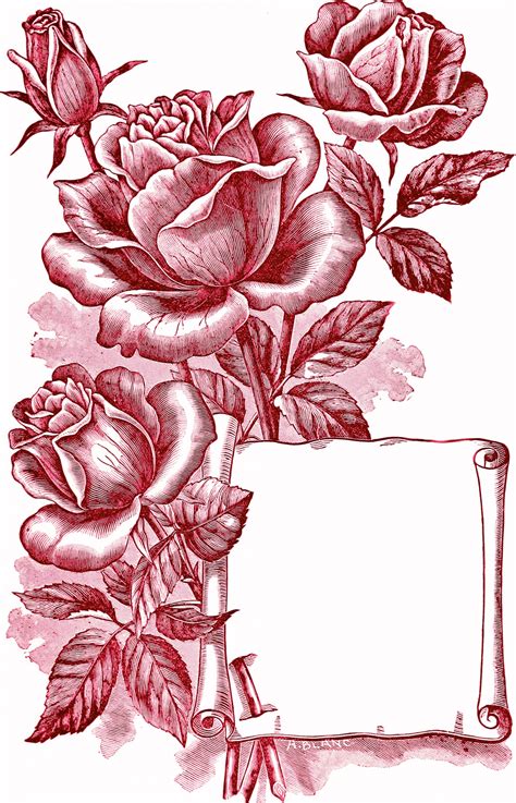 roses vintage illustration  stock photo public domain pictures