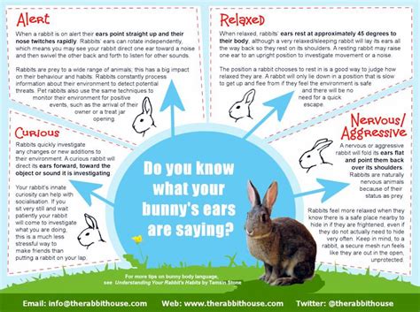 rabbit ramblings rabbit ears defined