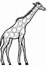 Girafa Giraffe Colorir Desenhos Giraf Girafas Kleurplaat Ausdrucken Jirafa Giraffen Gratis Kleurplaten Desenhar sketch template