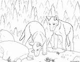 Wolf Coloring Pages Realistic Pup Wolves Pack Print Color Printable Red Running Getdrawings Getcolorings Popular Library Clipart Coloringhome sketch template