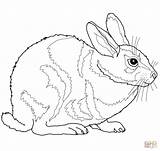 Coloring Rabbit Pages Cottontail Bunny Eastern Realistic Drawing Jack Animal Color Rabbits Print Grass Nest Getdrawings Hare Printable Uprooted Carefully sketch template