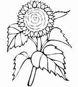 Sonnenblume Malvorlage Malvorlagen Ausmalbilder Ausdrucken Sonnenblumen Grundschule Drucken Ausmalbild Gogh Sternennacht Jahresuhr Bauernhof sketch template