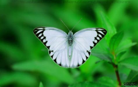 white butterfly  sakaftdeviantartcom  atdeviantart white butterfly butterfly deviantart
