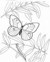 Caterpillar Butterfly Coloring Printable Pages Description Kids sketch template