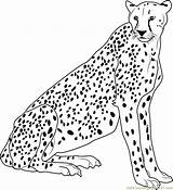 Cheetah Coloring Pages Relaxing Printable Coloringpages101 Color Popular sketch template