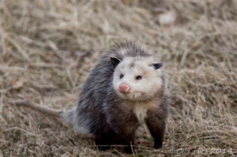 country captures opossum encounter