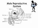 Reproductive Labeling sketch template