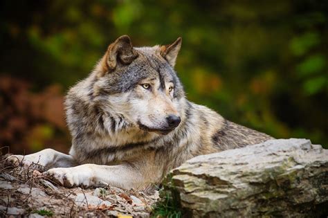 grey wolf wallpapers wallpaper cave