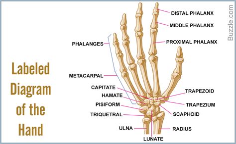 list  bones   human body  labeled diagrams