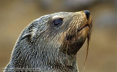 brown fur seal fur seals pinterest