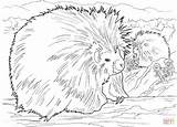 Porcupine Stachelschweine Porcupines Ausmalbild Zwei Coloringbay Supercoloring sketch template