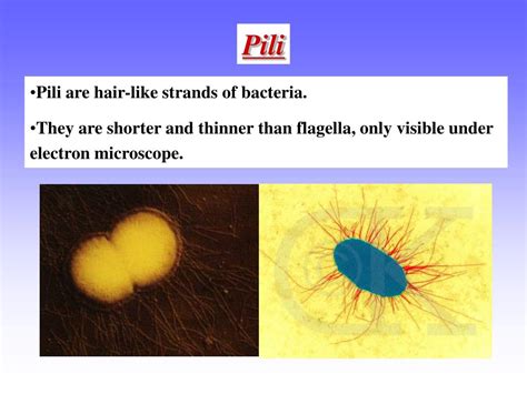 Ppt Medical Microbiology Powerpoint Presentation Free Download Id