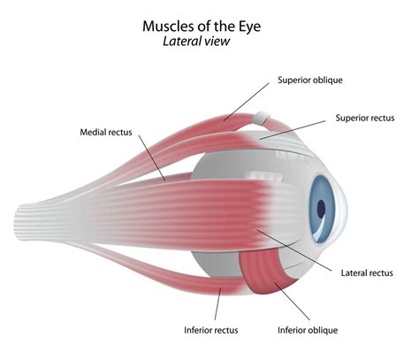 anatomy   eye net health book