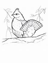 Grouse Ruffed Coloring Template sketch template