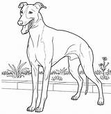 Greyhound Coloring Italian Pages Drawing Printable Line Dog Hound Supercoloring Colouring Grey Color Drawings Kids Book Adult Print Choose Board sketch template
