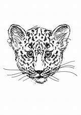 Leopard Coloring Pages Cheetah Drawn Parentune Printable Worksheets Books sketch template